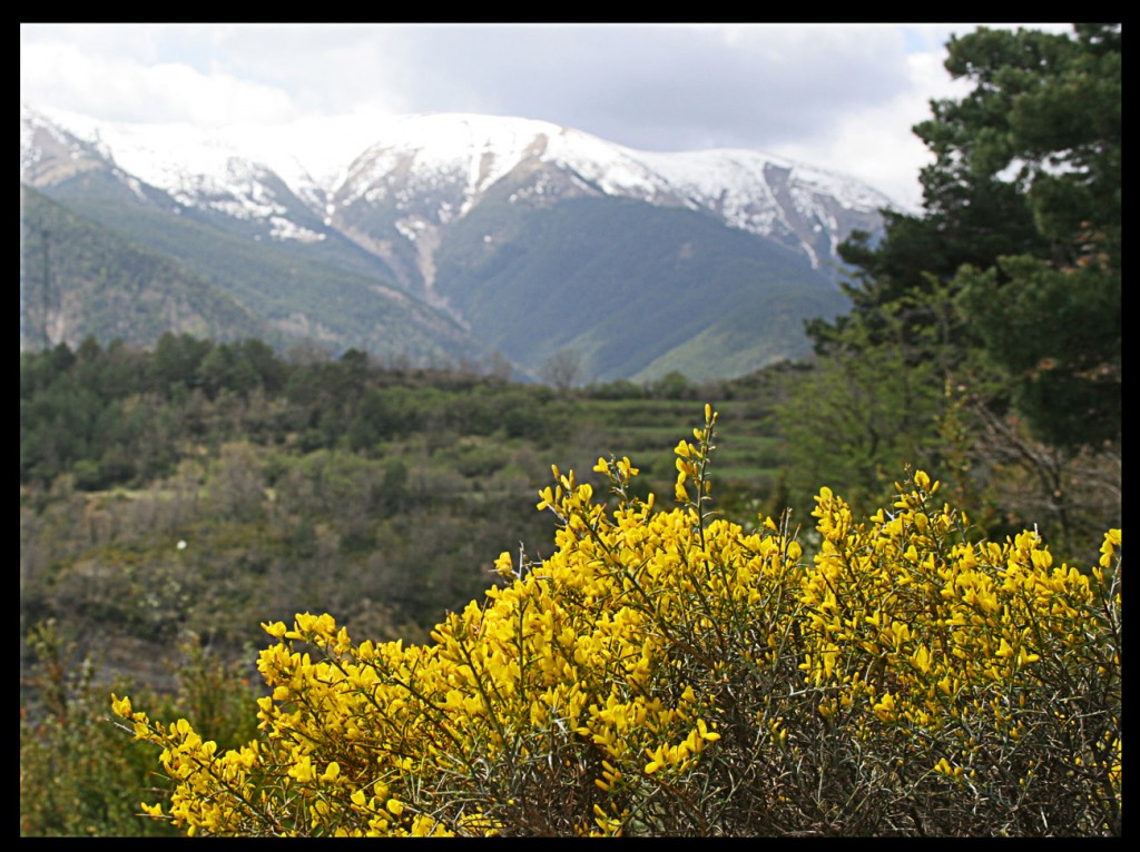 Foto de Flores del Pirineo (Huesca), España