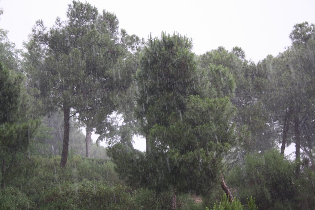 Foto: Diluviando en - Madrid (Comunidad de Madrid), España