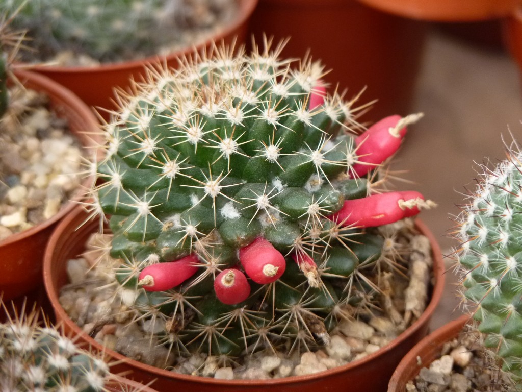 Foto: Vivero de Cactus - Mar del Plata (Buenos Aires), Argentina