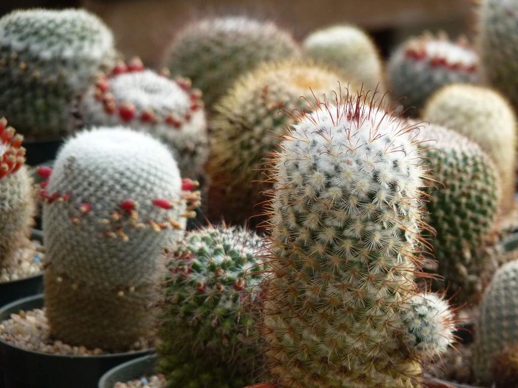 Foto: Vivero de Cactus - Mar del Plata (Buenos Aires), Argentina