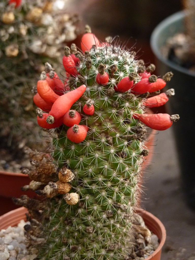 Foto: Vivero de Cactus - Mar del Plata (Buenos Aires), Argentina
