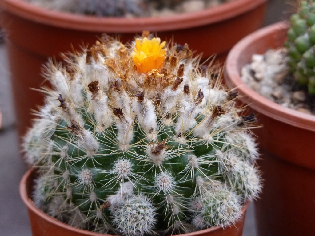 Foto: Vivero de Cactus - Mar del Plata (Buenos Aires), Argentina