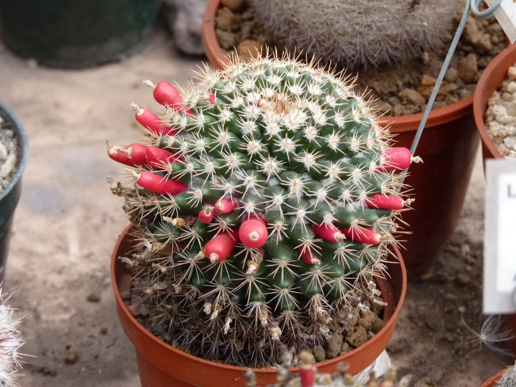 Foto: Vivero de Cactus - Mar del Plata (Buenos Aires), Argentina