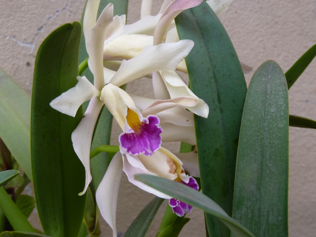 Foto: Vivero de Cactus - Mar del Plata (Buenos Aires), Argentina