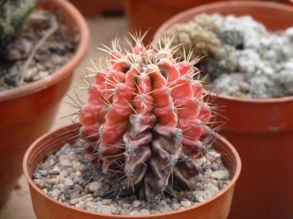 Foto: Vivero de Cactus - Mar del Plata (Buenos Aires), Argentina