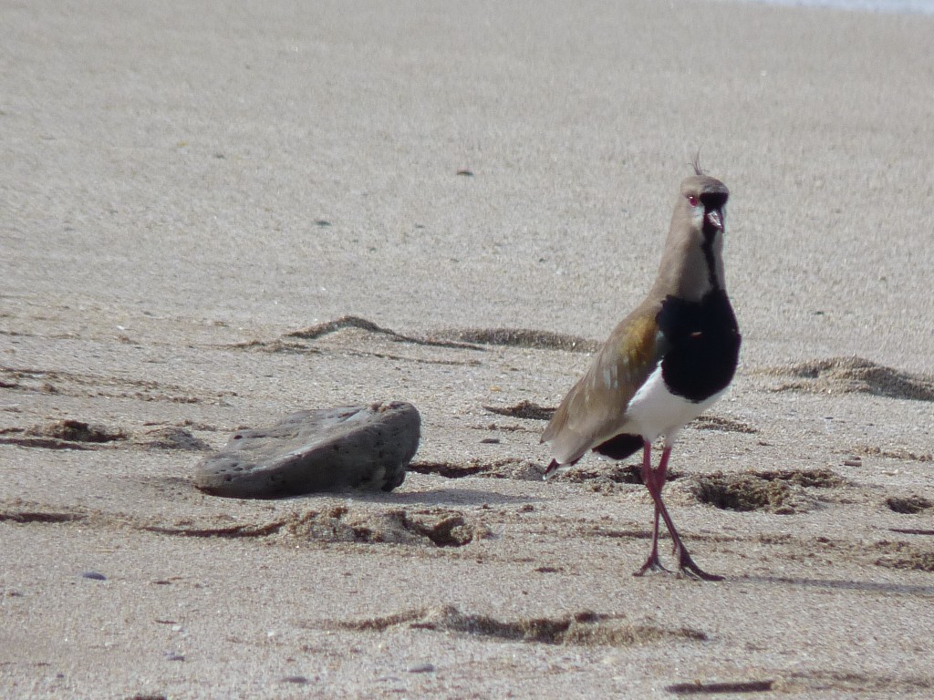 Foto de Santa Clara del Mar (Buenos Aires), Argentina