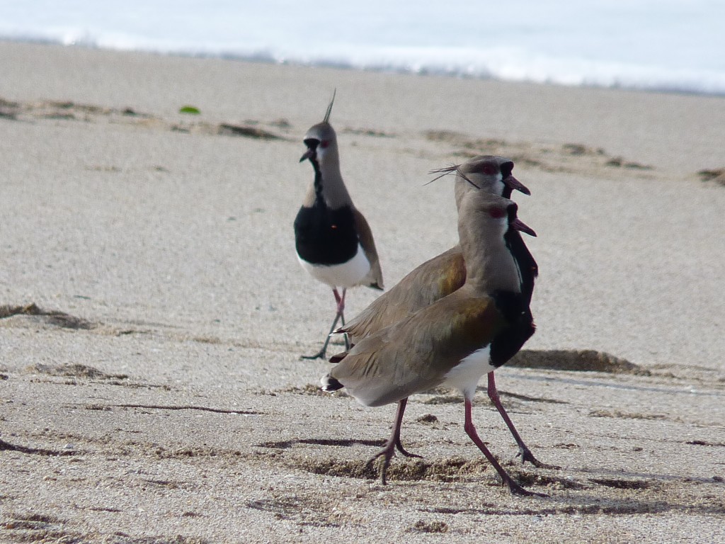 Foto de Santa Clara del Mar (Buenos Aires), Argentina