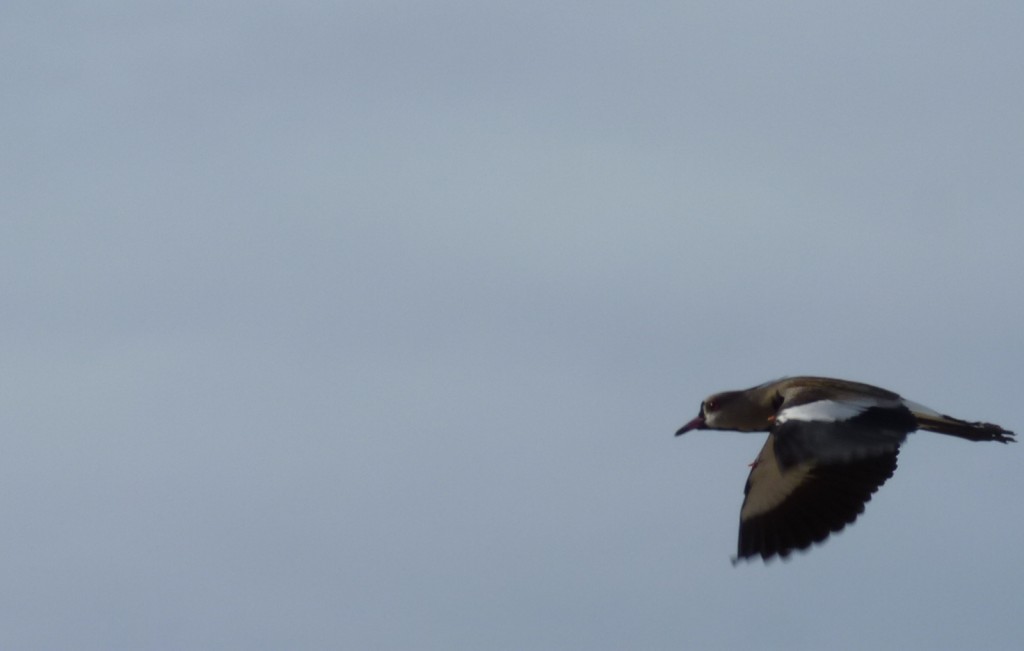 Foto de Santa Clara del Mar (Buenos Aires), Argentina