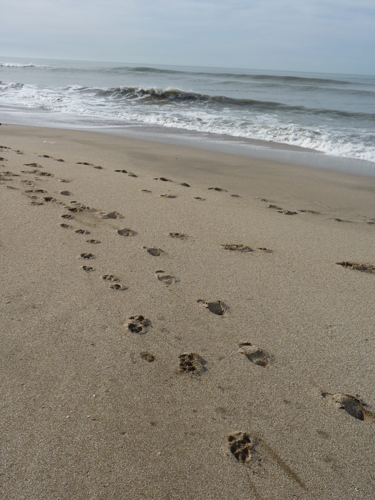 Foto de Santa Clara del Mar (Buenos Aires), Argentina