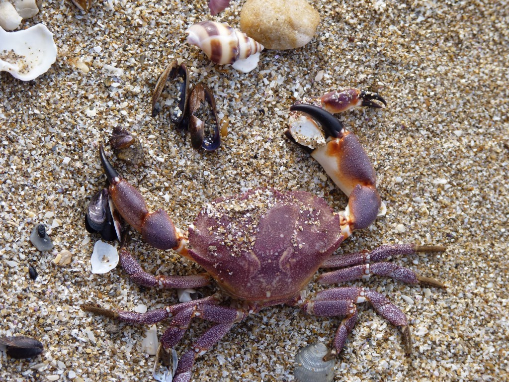 Foto de Santa Clara del Mar (Buenos Aires), Argentina