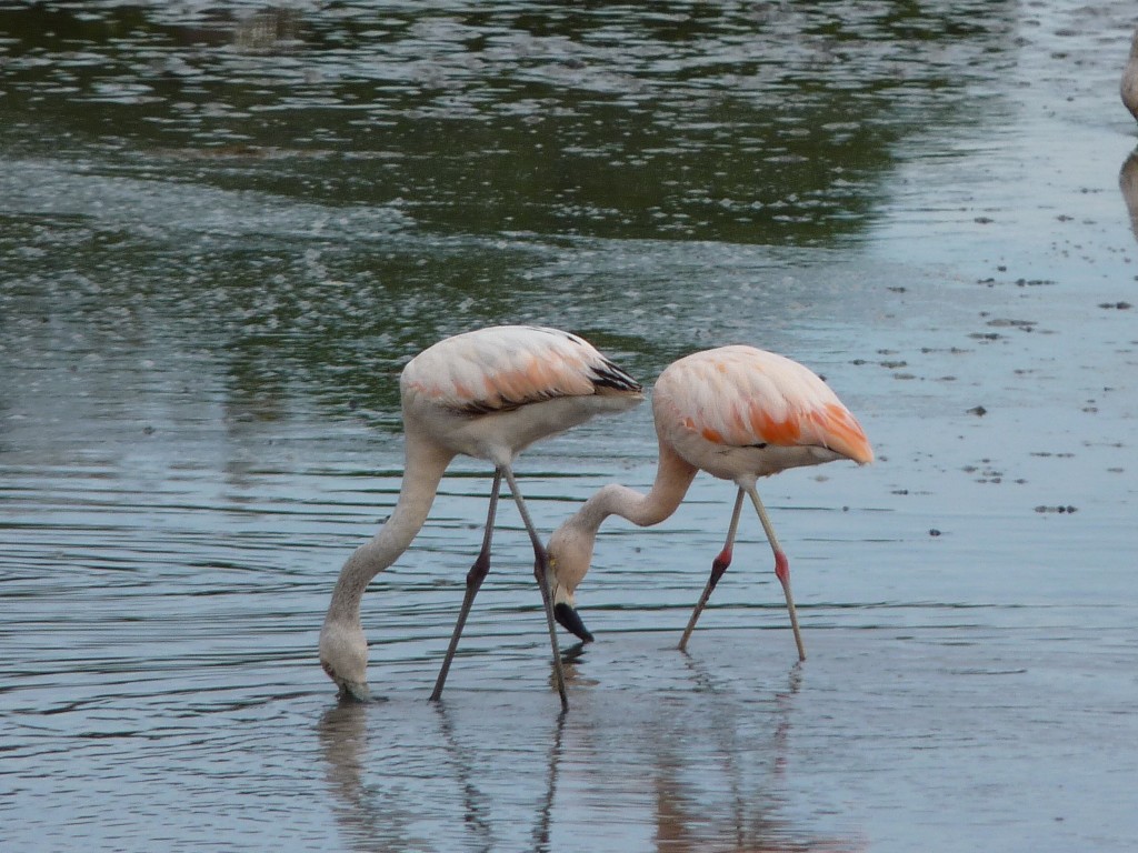 Foto: Flamencos - Mar Chiquita (Buenos Aires), Argentina