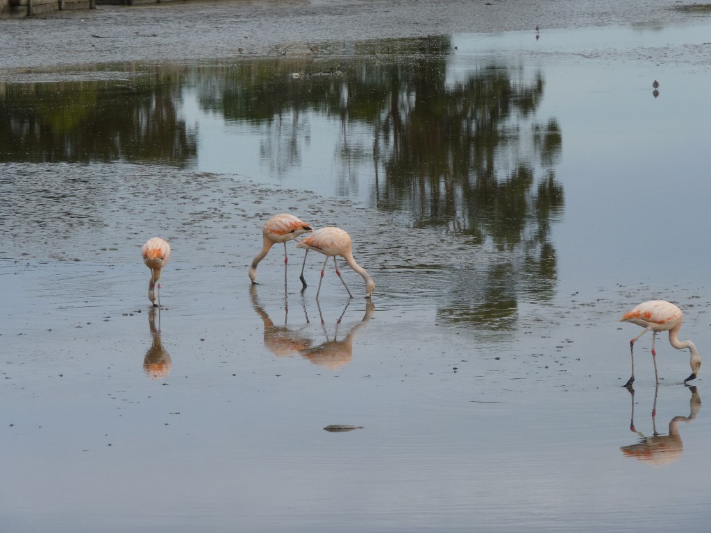Foto: Flamencos - Mar Chiquita (Buenos Aires), Argentina
