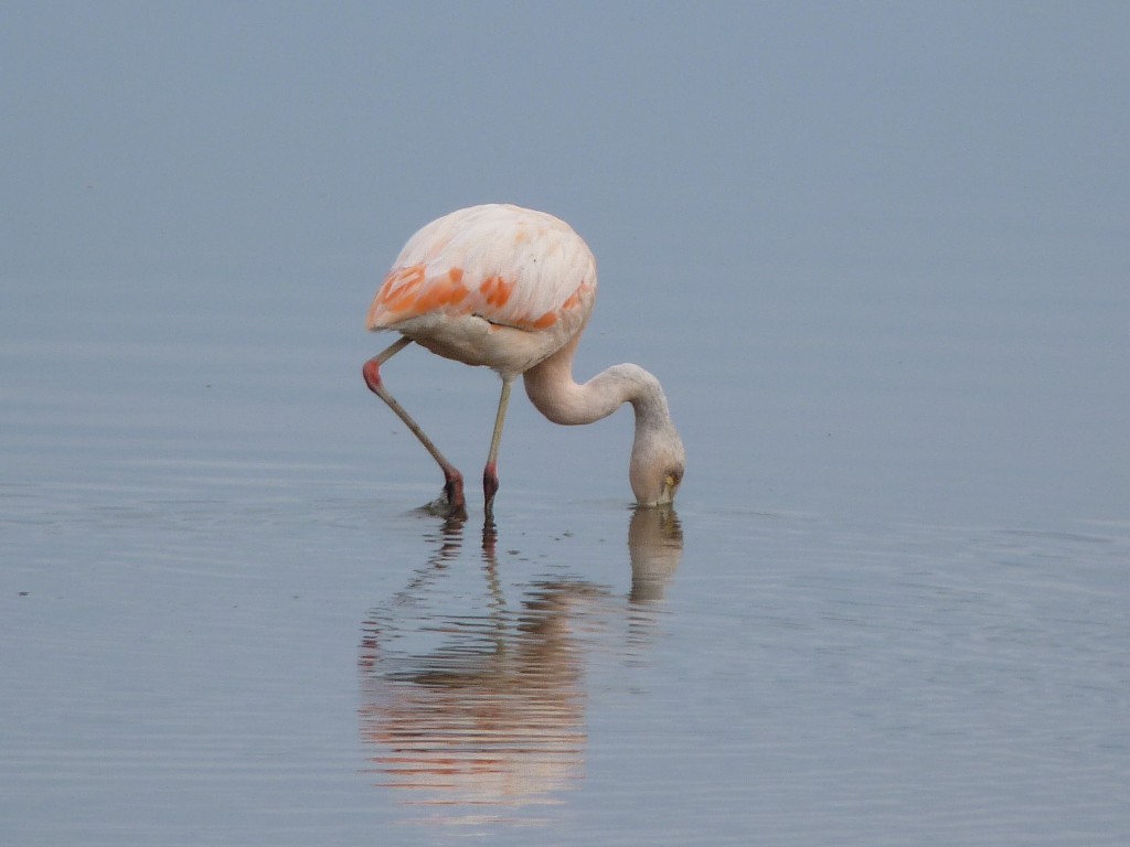 Foto: Flamencos - Mar Chiquita (Buenos Aires), Argentina