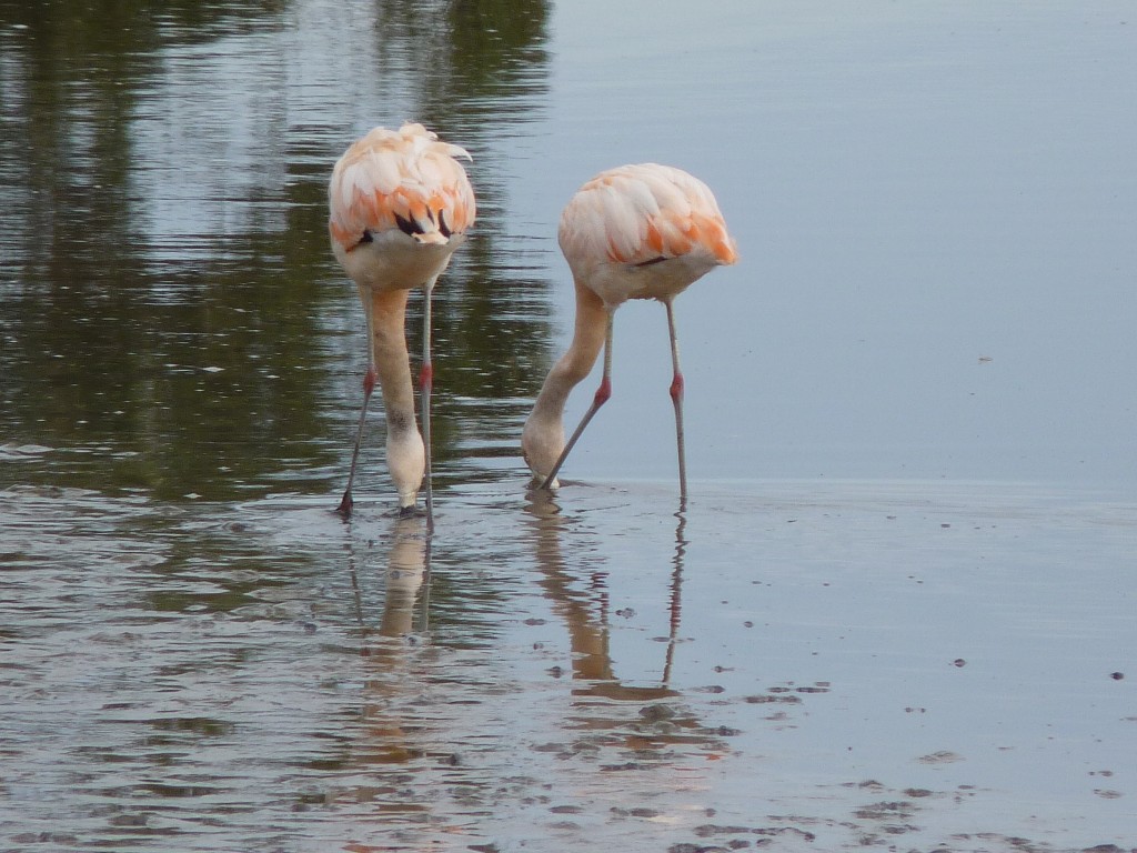 Foto: Flamencos - Mar Chiquita, Argentina