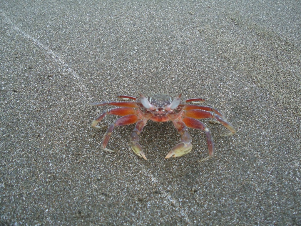 Foto: Cangerejo - Atacames (Esmeraldas), Ecuador