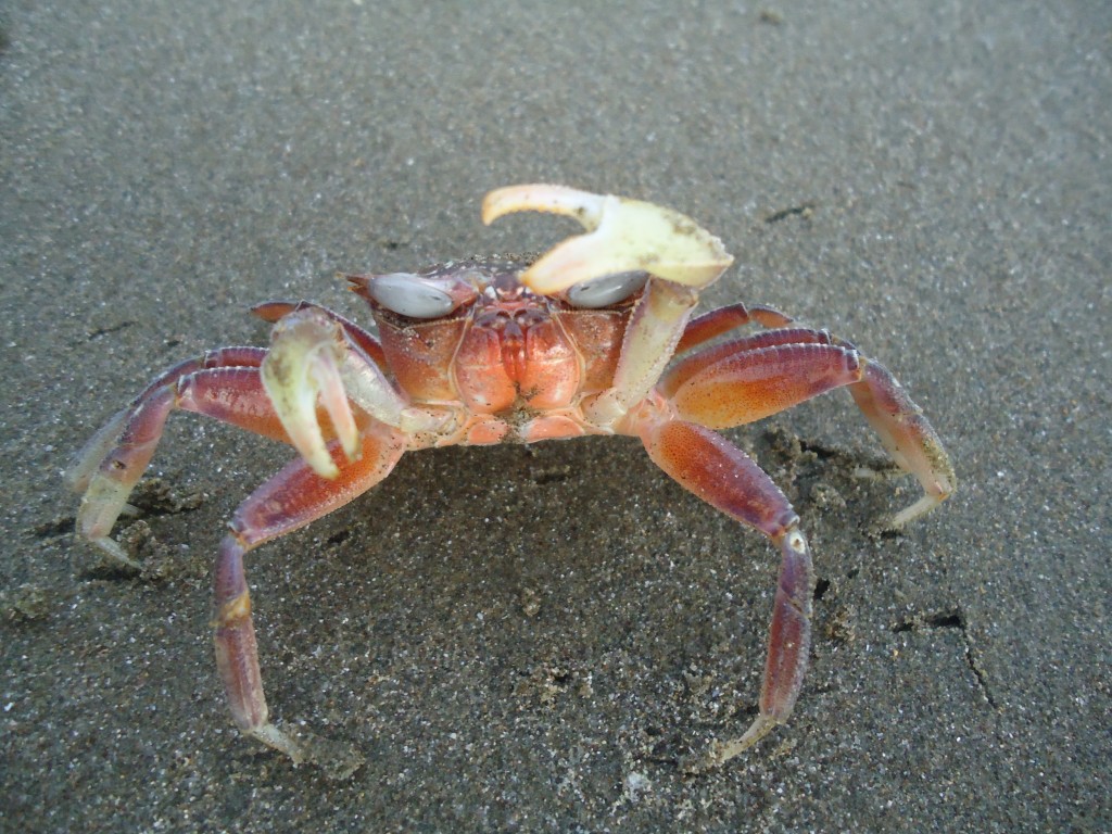 Foto: Cangerejo - Atacames (Esmeraldas), Ecuador