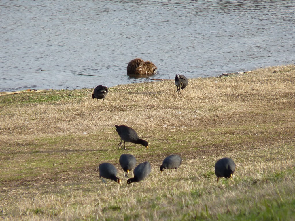 Foto de Laguna de los Padres (Buenos Aires), Argentina