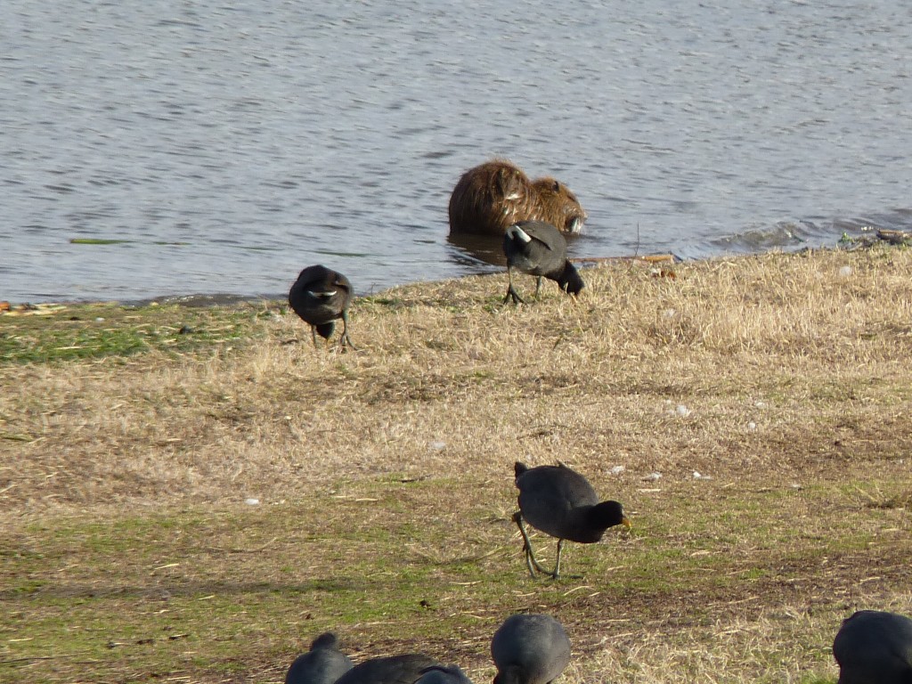 Foto de Laguna de los Padres (Buenos Aires), Argentina