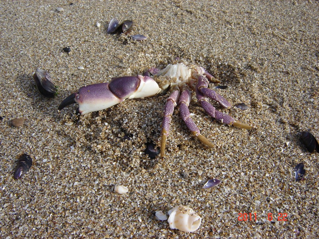 Foto de Santa Clara del Mar (Buenos Aires), Argentina