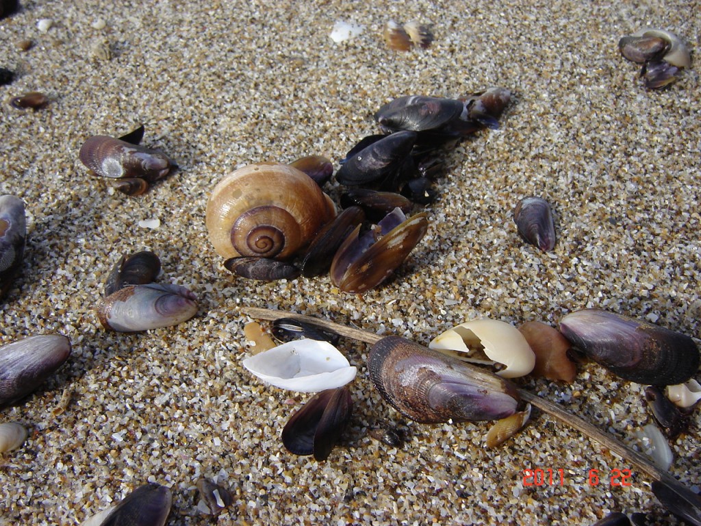 Foto de Santa Clara del Mar (Buenos Aires), Argentina