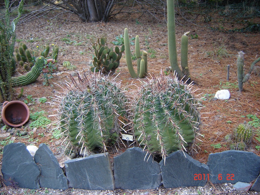 Foto de Mar del Plata (Buenos Aires), Argentina