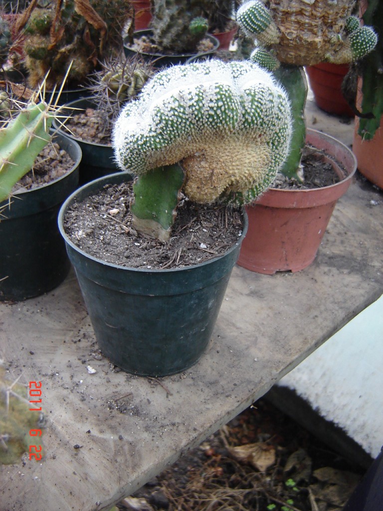 Foto de Mar del Plata (Buenos Aires), Argentina