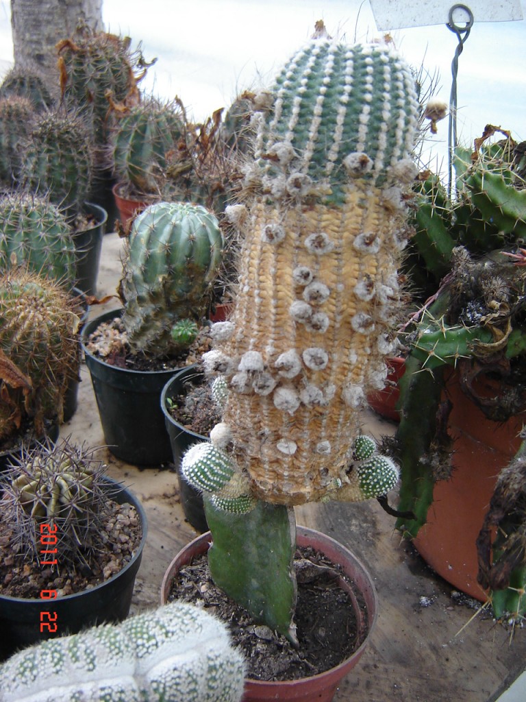 Foto de Mar del Plata (Buenos Aires), Argentina