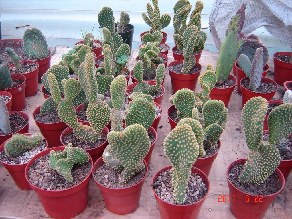 Foto de Mar del Plata (Buenos Aires), Argentina
