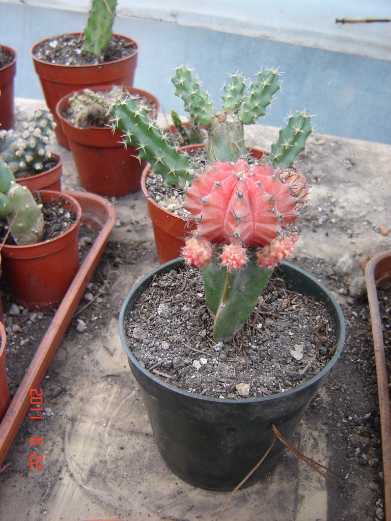 Foto de Santa Clara del Mar (Buenos Aires), Argentina