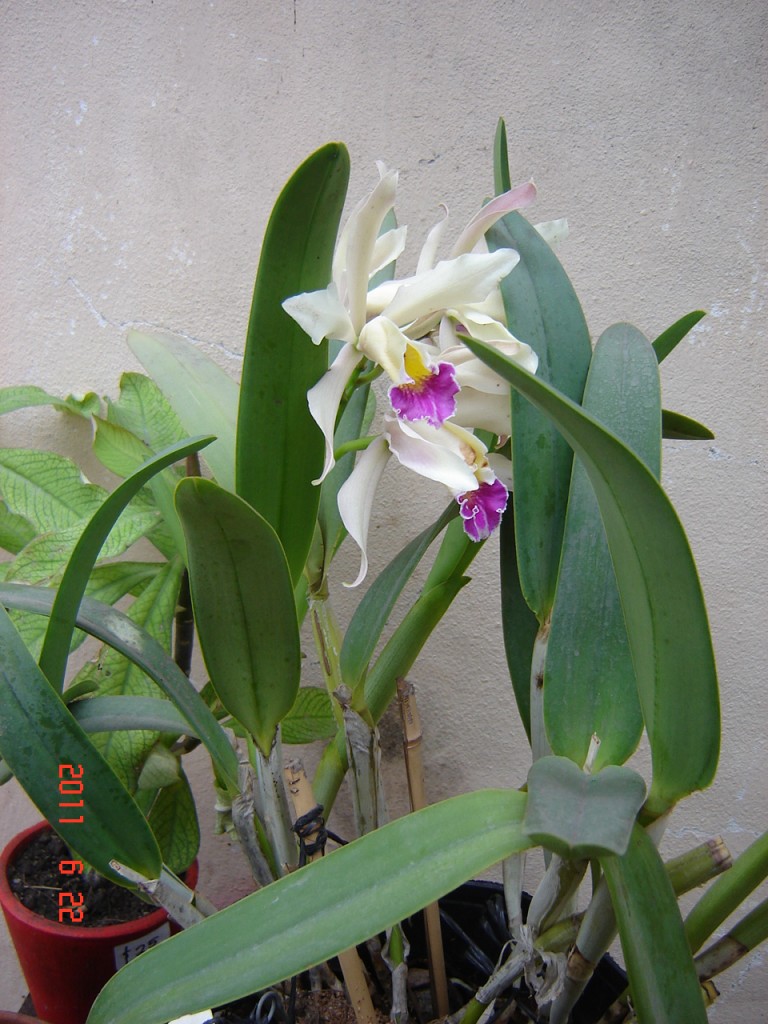 Foto de Santa Clara del Mar (Buenos Aires), Argentina