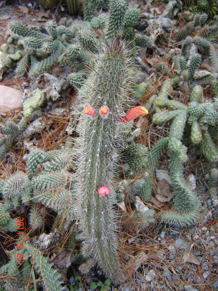 Foto de Santa Clara del Mar (Buenos Aires), Argentina
