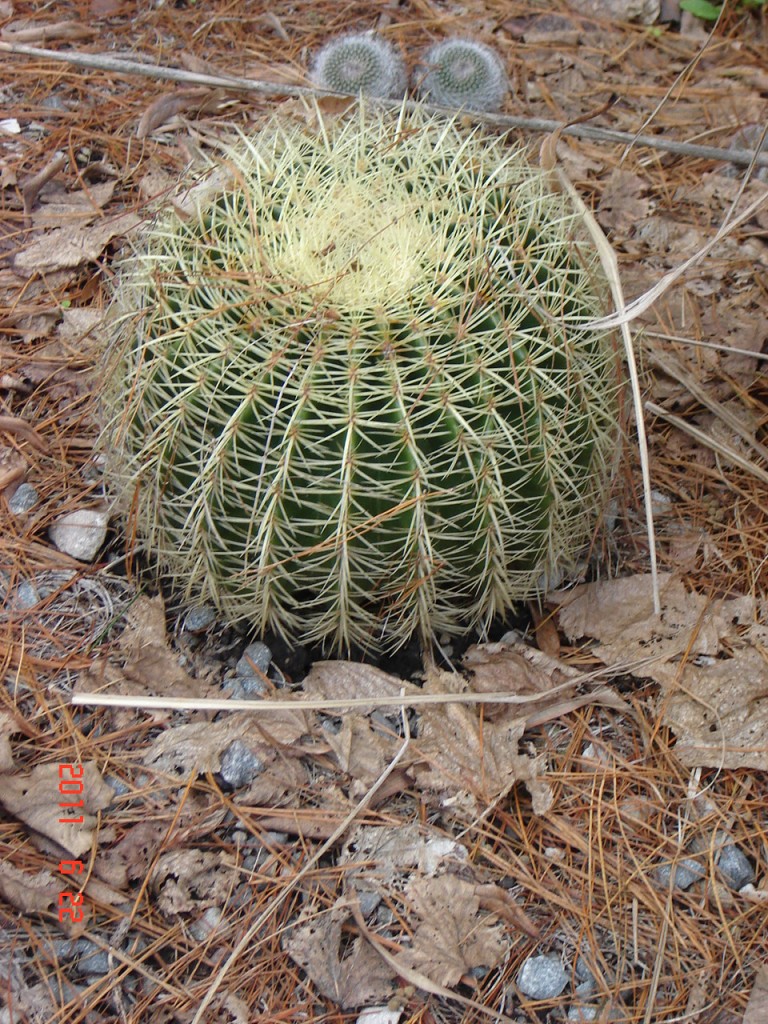 Foto de Santa Clara del Mar (Buenos Aires), Argentina