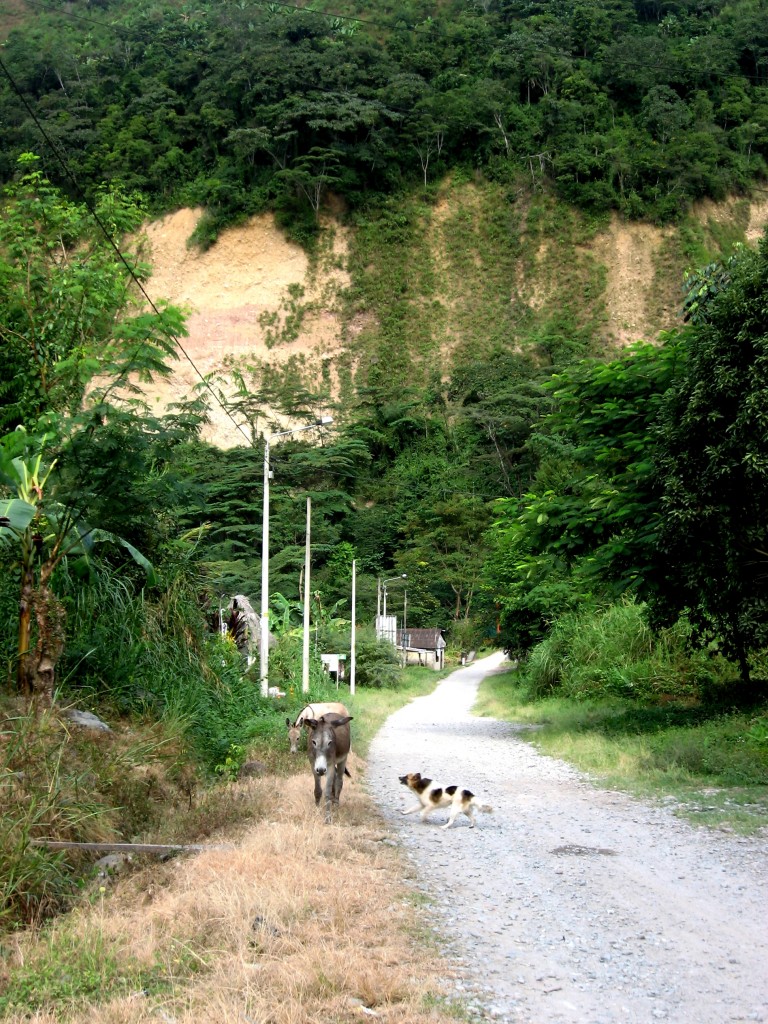 Foto: NARANJAL - Chanchamayo, Perú