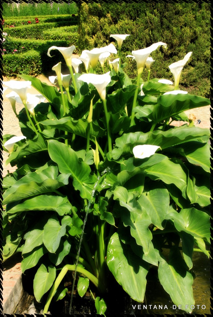 Foto: ALCAZAR DE LOS REYES CRISTIANOS - Córdoba (Andalucía), España