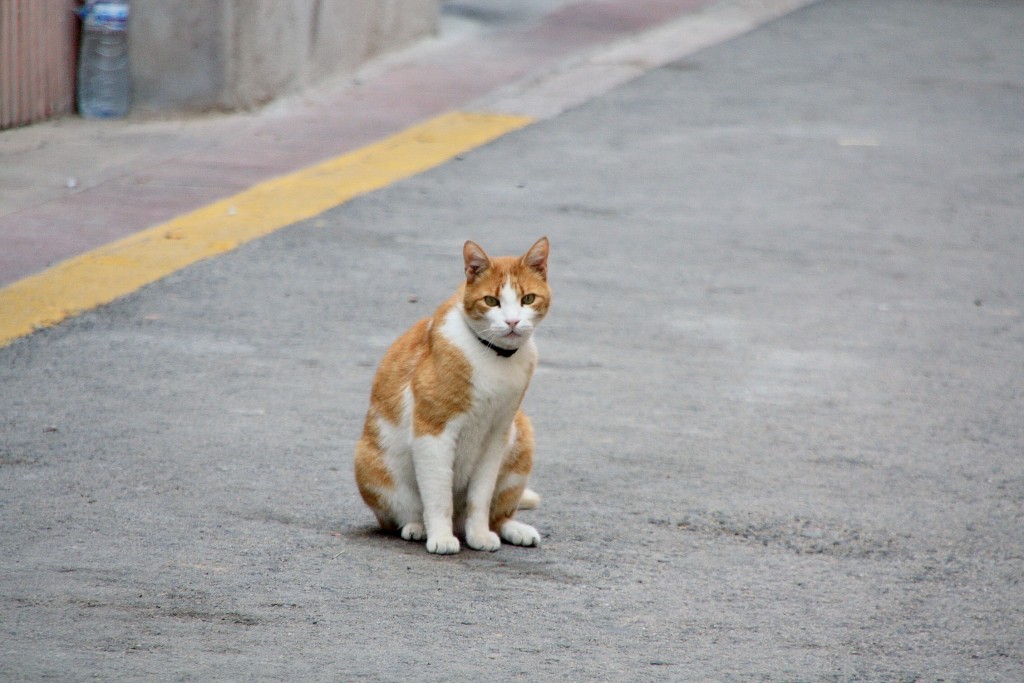 Foto El guardián del pueblo VilaRodona (Tarragona), España