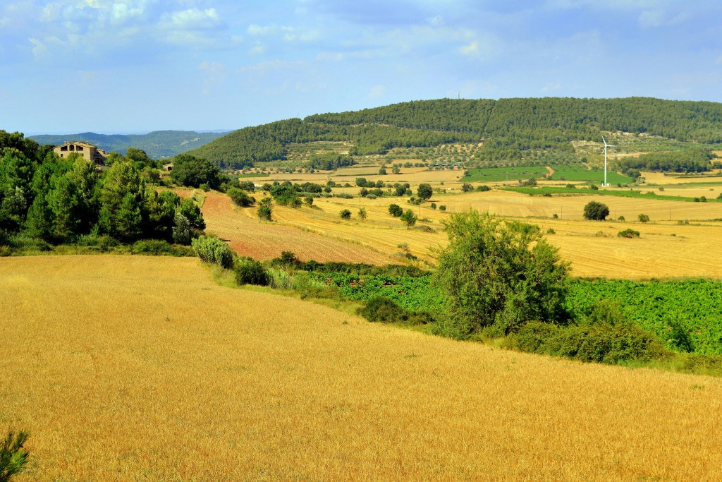 Foto: Campos de cultivo - La Llacuna (Barcelona), España