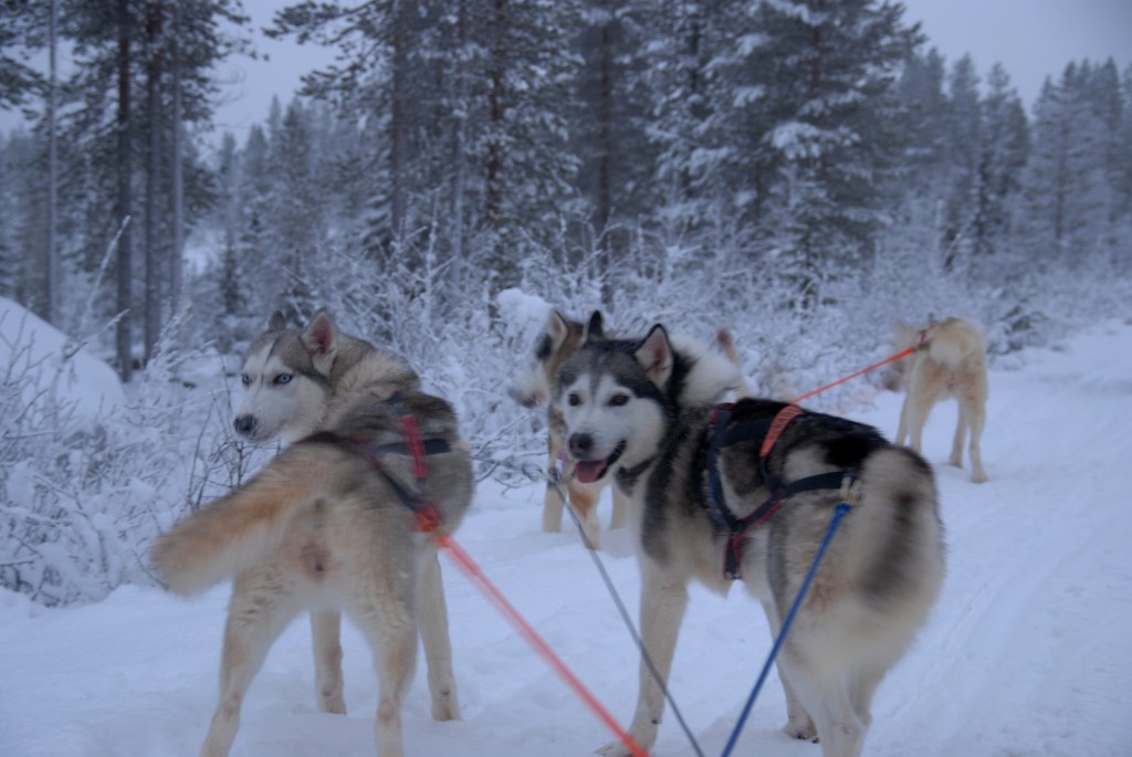 Foto de Salla, Finlandia