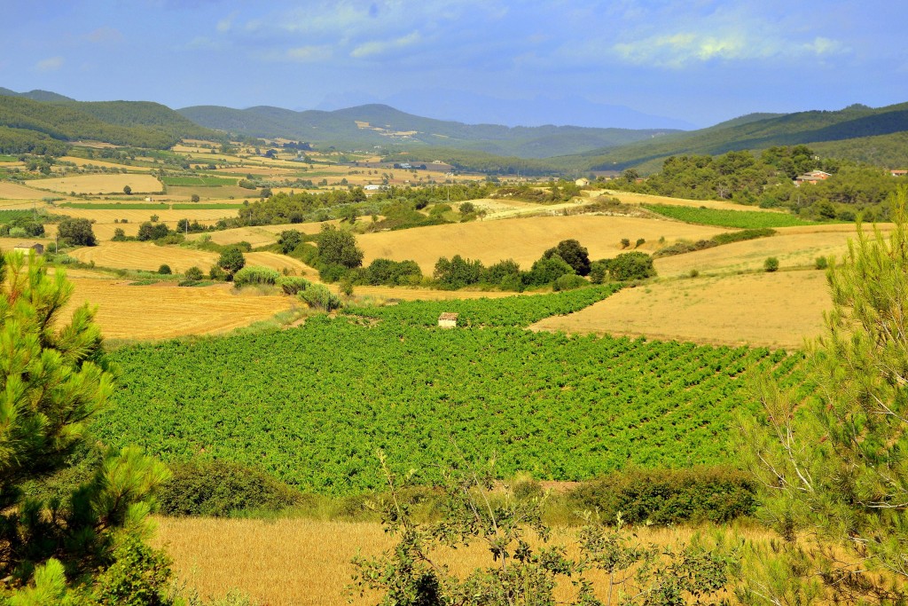 Foto: Viñas y campos. - La Llacuna (Barcelona), España