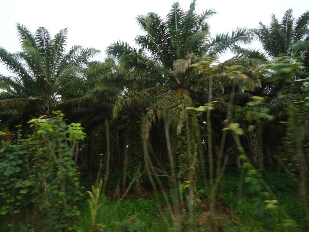 Foto: Palmas - Atacames (Esmeraldas), Ecuador