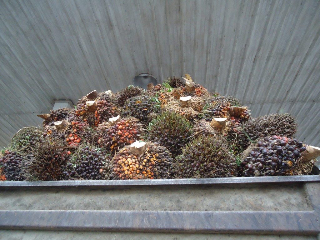 Foto: Pepa de aceite - Concordia (Esmeraldas), Ecuador