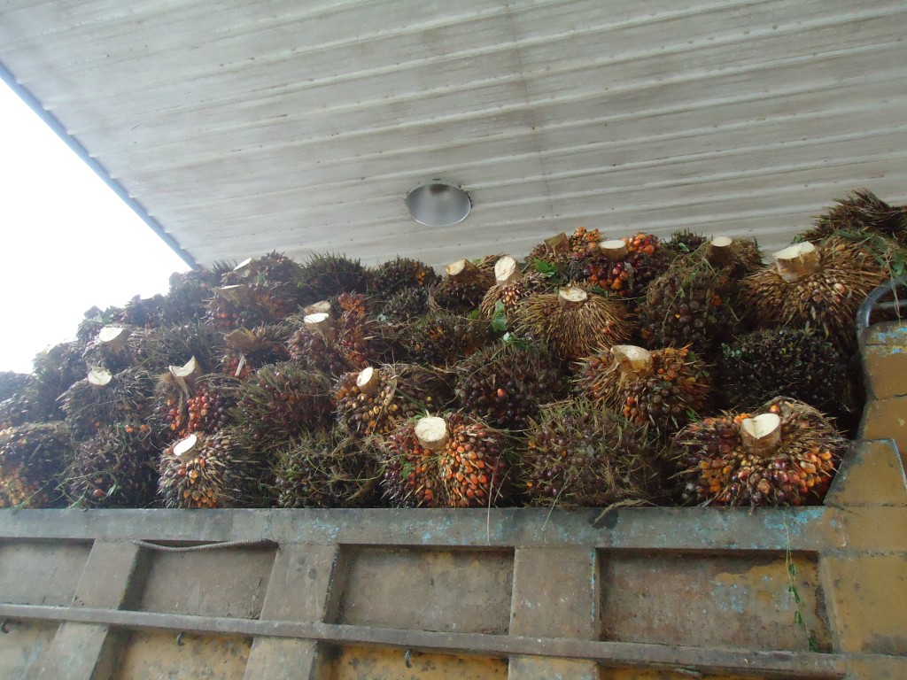 Foto: Pepa de aceite - Concordia (Esmeraldas), Ecuador