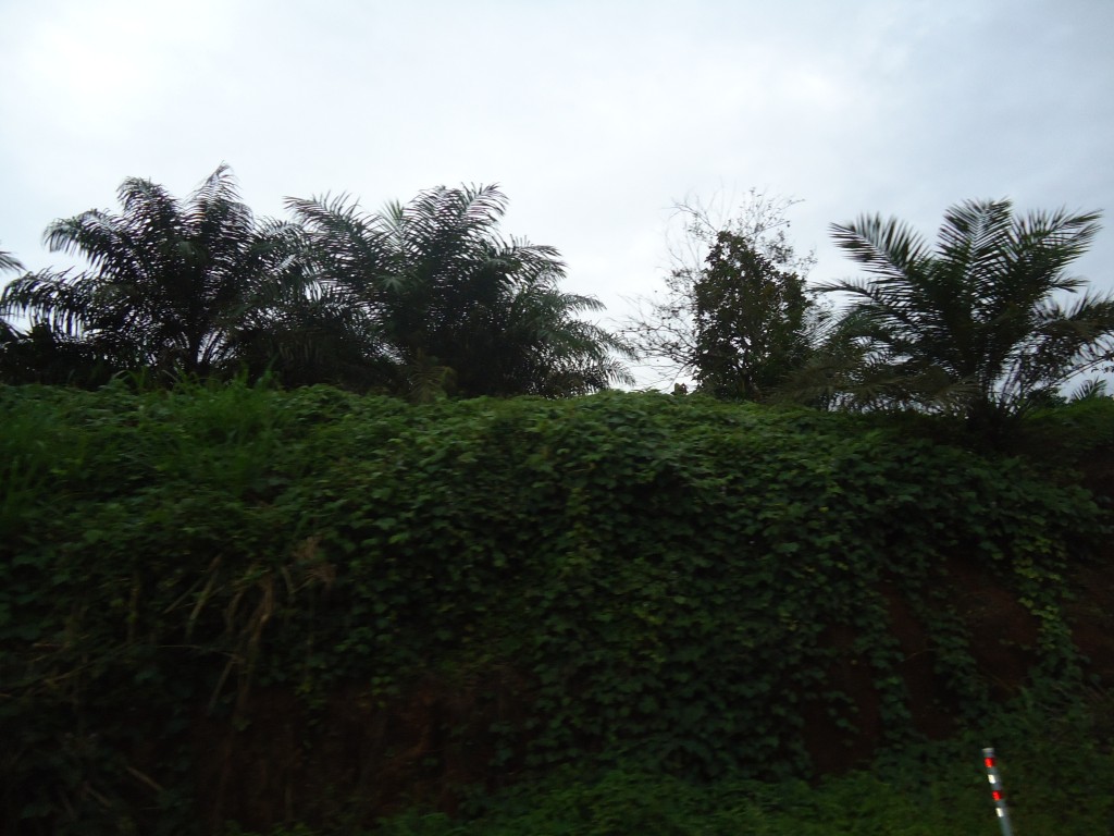 Foto: Palmas - La Concordia (Esmeraldas), Ecuador