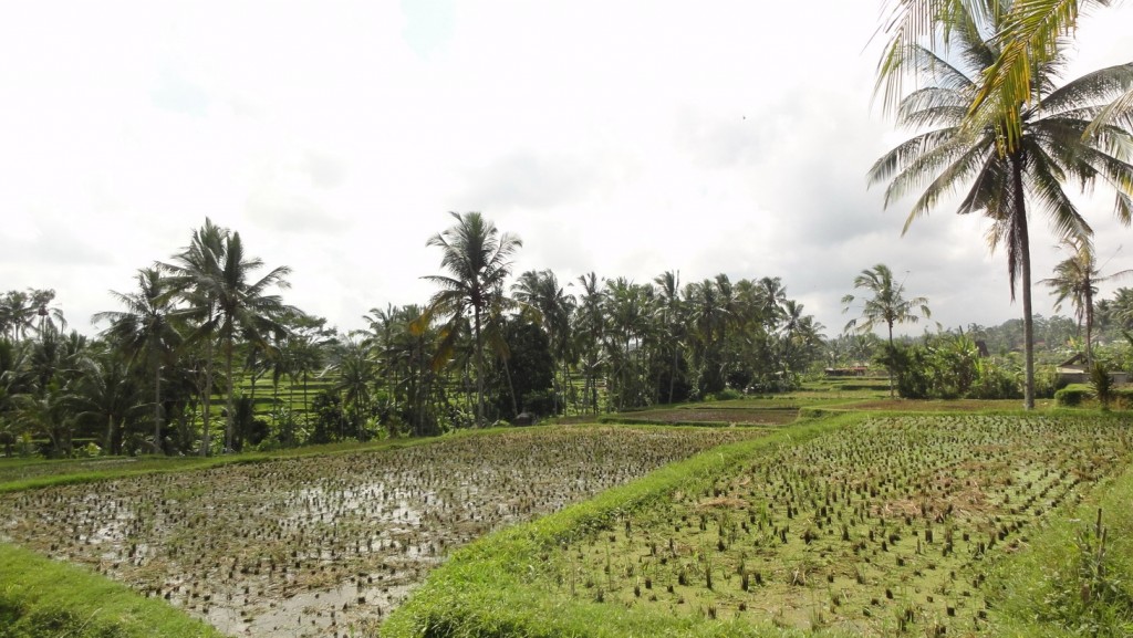 Foto: Vistas de los campos de arroz - Tegallalang (Bali), Indonesia