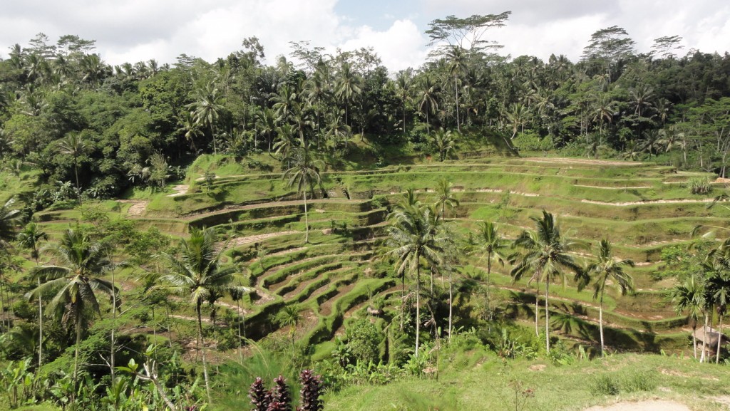 Foto: Plantación en bancales - Tegallalang (Bali), Indonesia