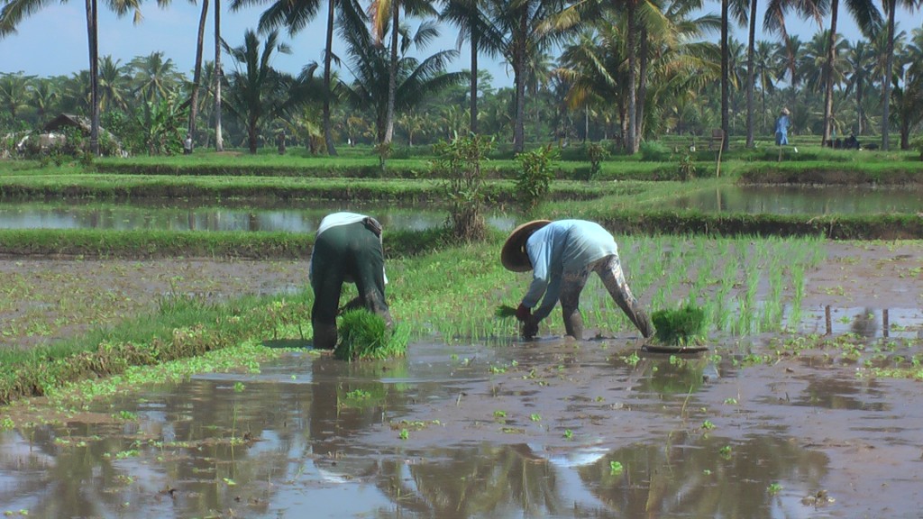 Foto: El trabajo en los campos de arroz - Pesaban (Bali), Indonesia
