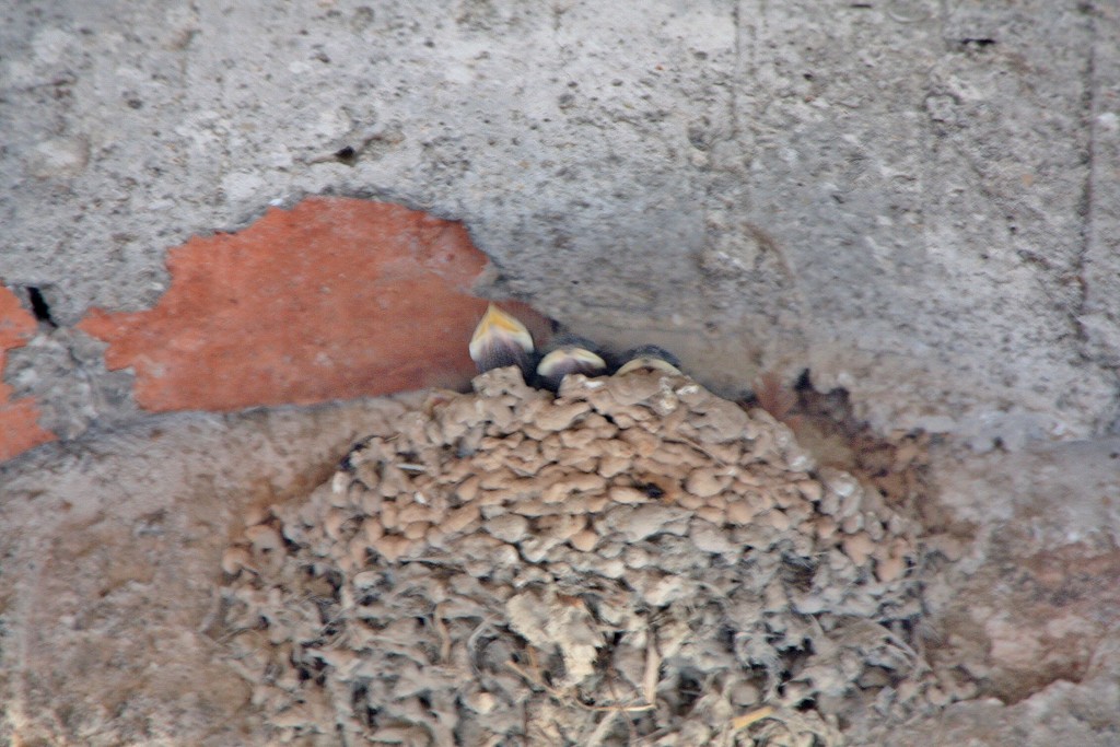 Foto: Nido de golondrinas - Alòs de Balaguer (Lleida), España