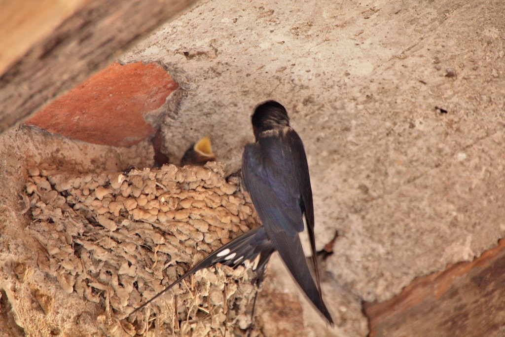 Foto: Nido de golondrinas - Alòs de Balaguer (Lleida), España