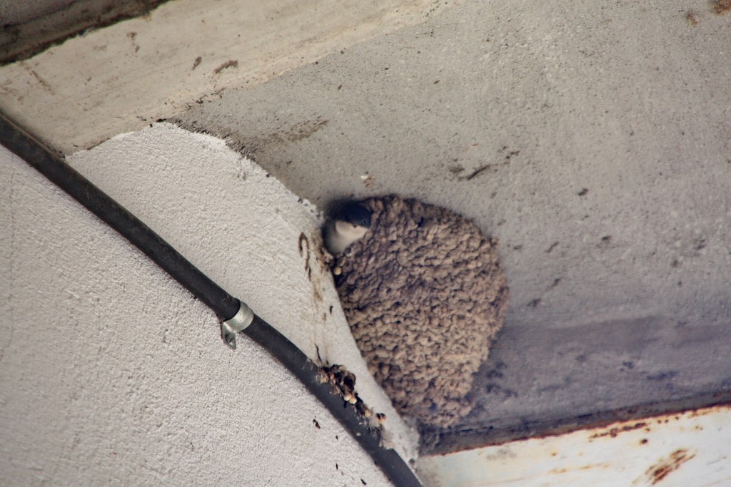 Foto: Nido de golondrinas - Alòs de Balaguer (Lleida), España