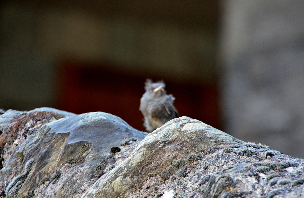 Foto: Un pajarito - Llavorsí (Lleida), España
