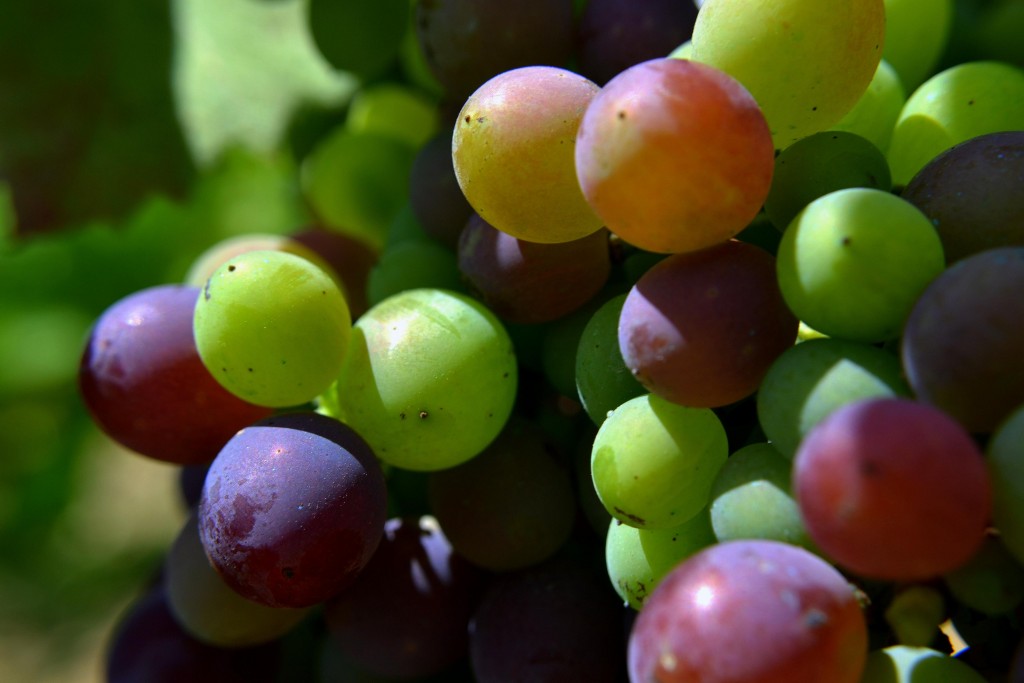 Foto de Vilafranca del Penedes (Barcelona), España